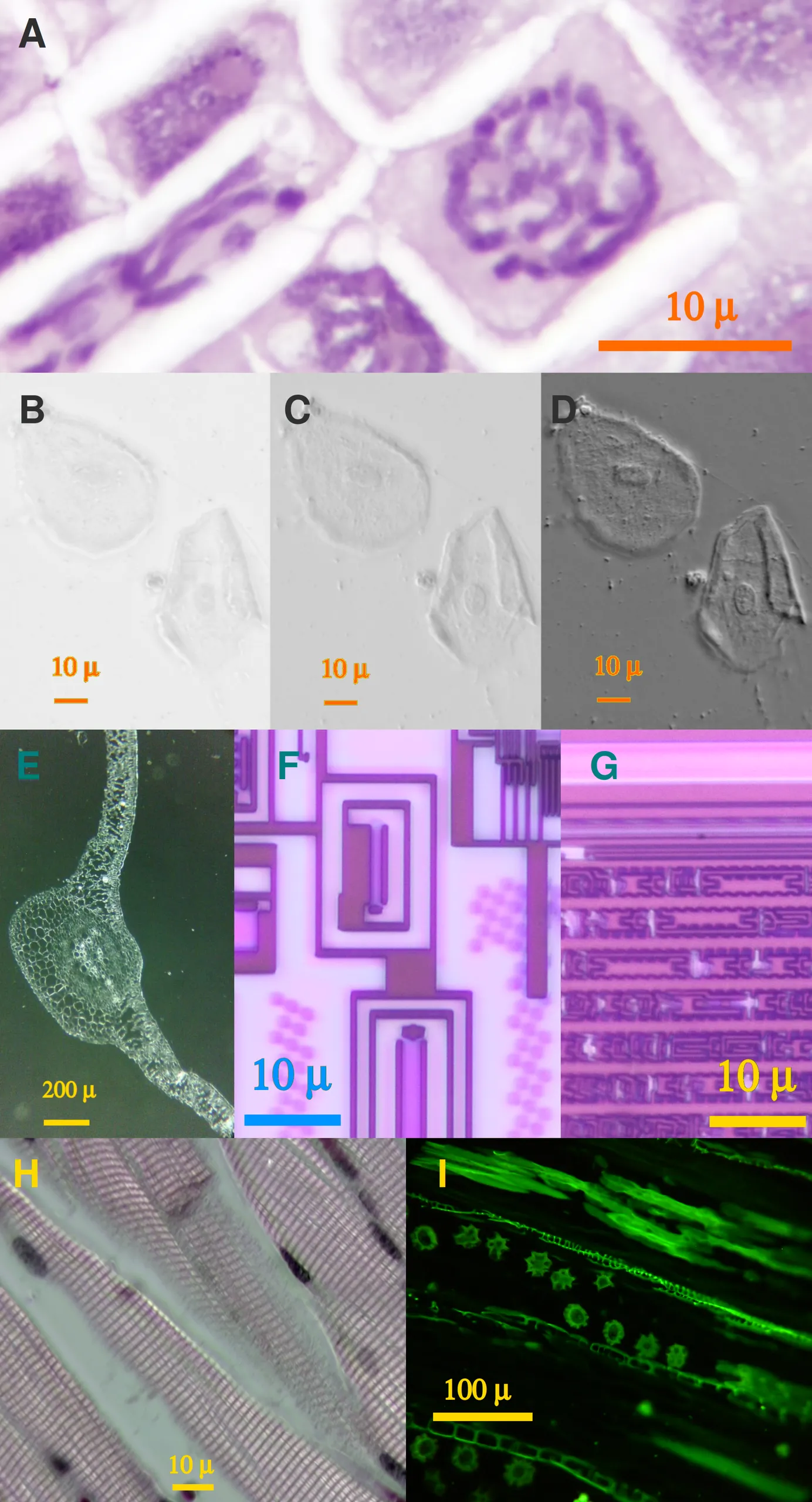 Figure 1. Sample images taken with PUMA configured to various optical modalities
